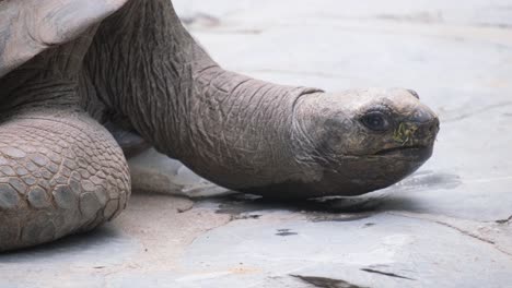 a close-up of the aldabra giant tortoise – one of the largest tortoises in the world – in a nature park. portrait of huge reptiles. exotic animals, love and travel concept