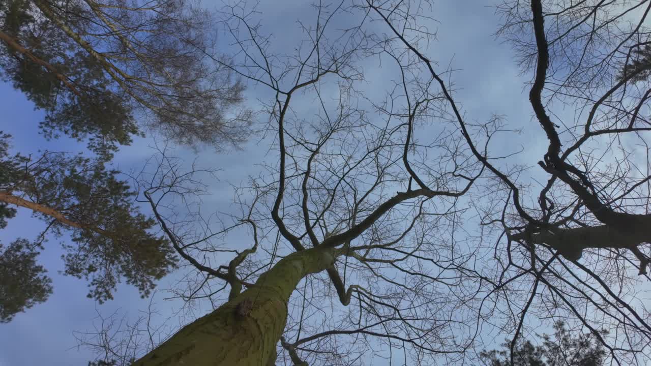 Vista verso l'alto delle cime degli alberi con rotazione continua