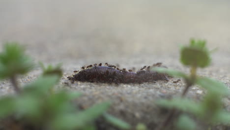 ants team together to harvest a dead earthworm - isolated macro