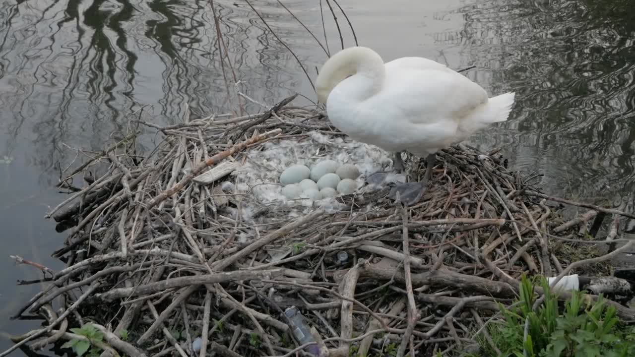 Cigno selvatico che nidifica e protegge le uova di cigno in riva all'acqua del lago