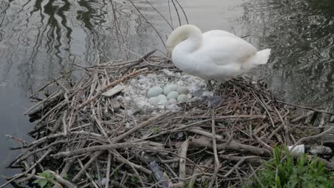 nesting swan wildfowl bird protecting cygnet eggs on edge of lake water