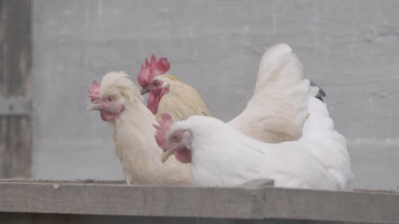 White Chickens and Rooster on a Farm