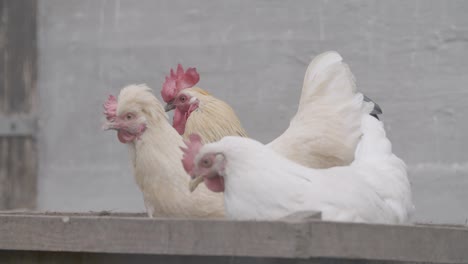 white chickens and rooster on a farm