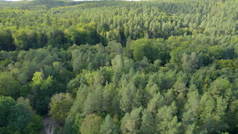 Von-Oben-Nach-Unten-über-Grünen-Wald-Mit-Vielen-Pfaden---Antenne