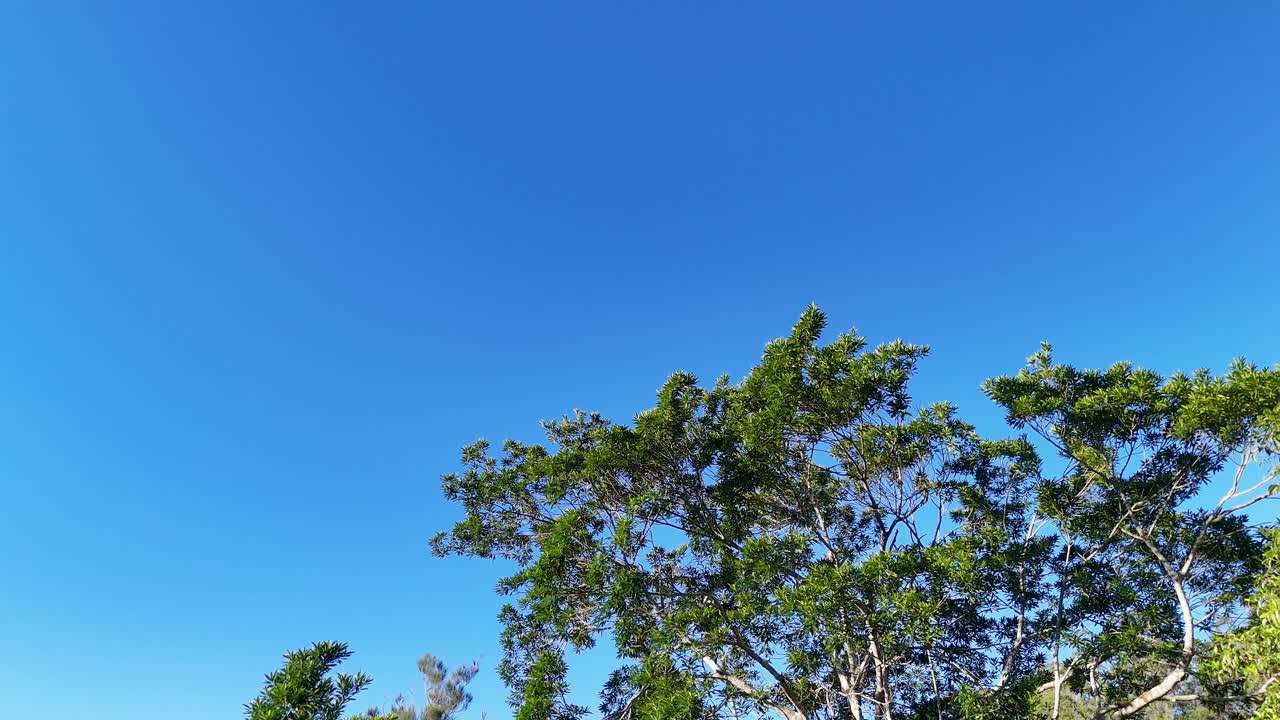 A drone captures a vertical ascent over lush Australian trees, transitioning to a clear blue sky, under bright daylight
