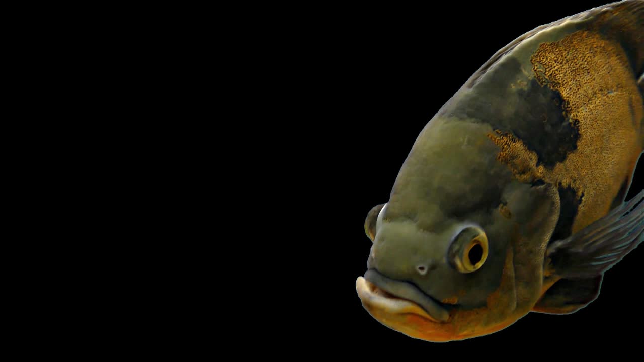 pez tropical del amazón - tigre oscar, fondo negro, llave de croma