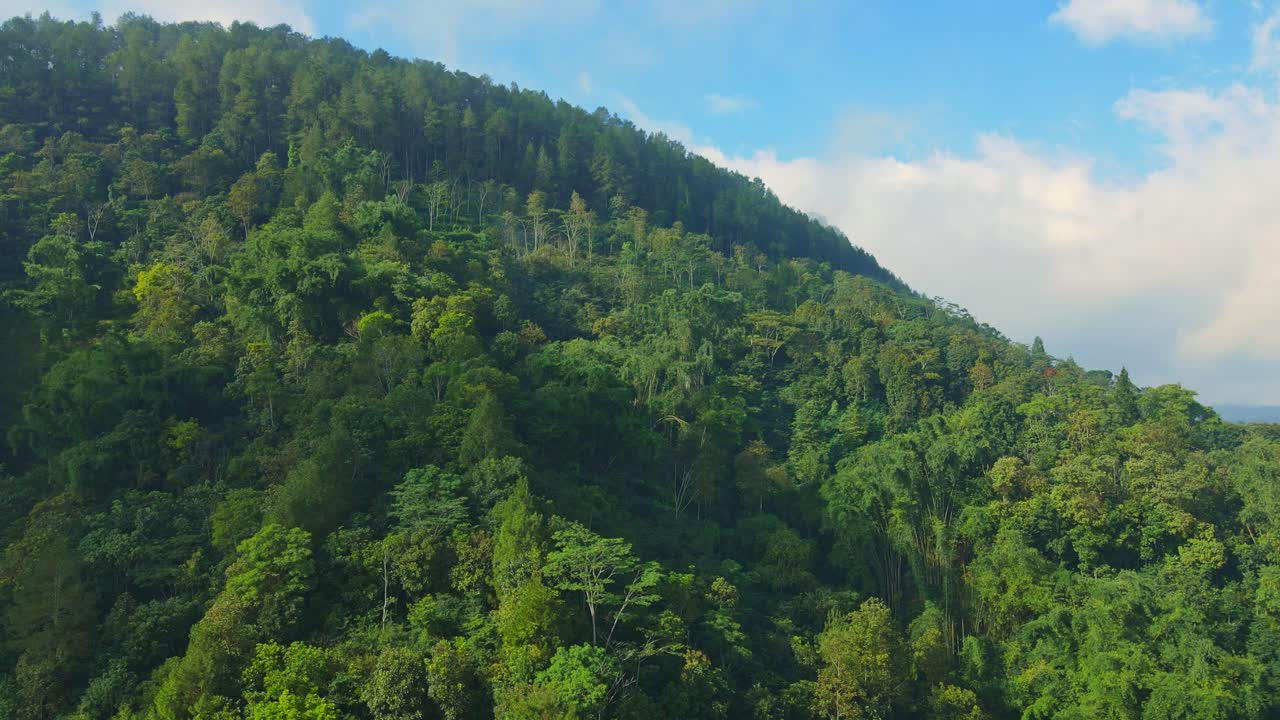el avión no tripulado vuela sobre el denso verde del bosque con un cielo azul nublado