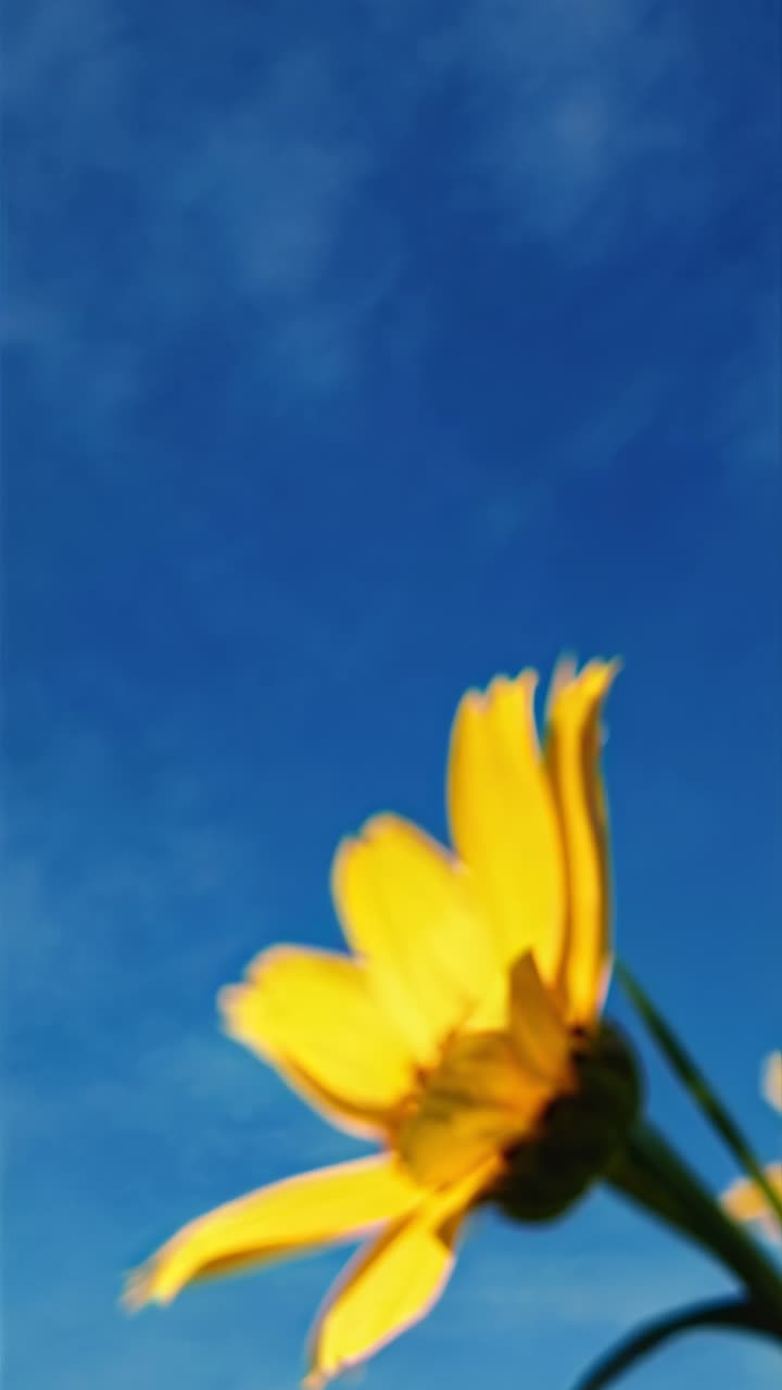 Abstract video concept of yellow flowers in motion, captured with a close-up angle against a soft