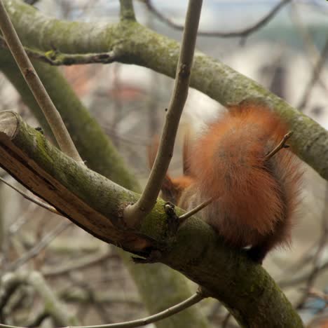 red squirrel standing on the branch