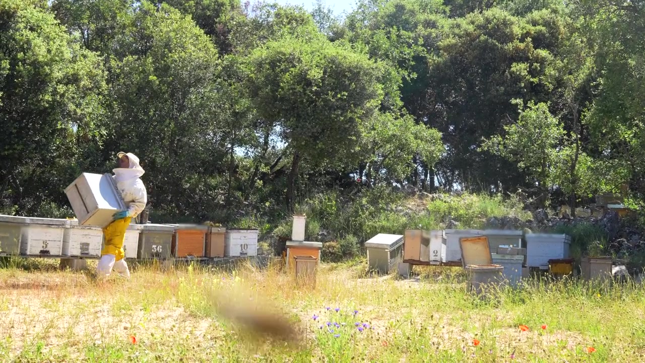 Beekeeper working with honeycombs and bees in an apiary on a sunny day in a blooming field