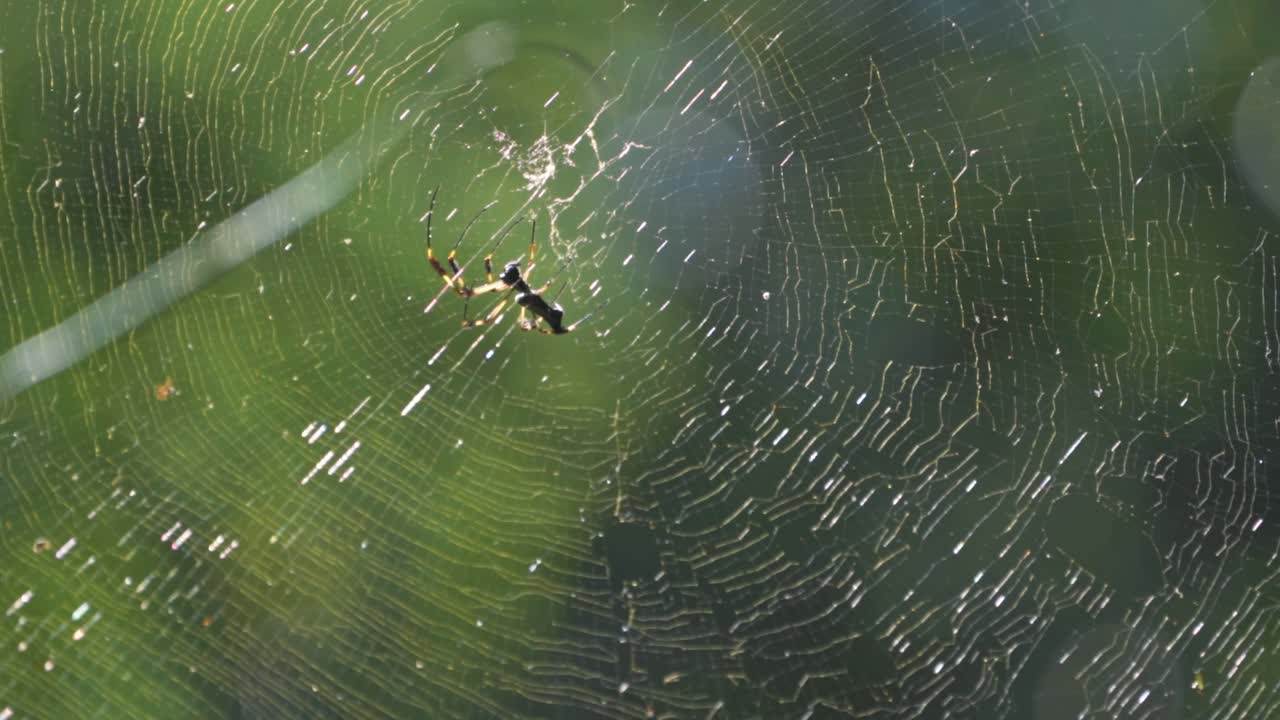 A golden orb-weaver spider moves swiftly across her sunlit web in the Costa Rican rainforest, approaching her struggling prey caught in the shimmering golden silk