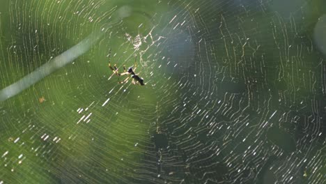 a golden orb-weaver spider moves swiftly across her sunlit web in the costa rican rainforest, approaching her struggling prey caught in the shimmering golden silk