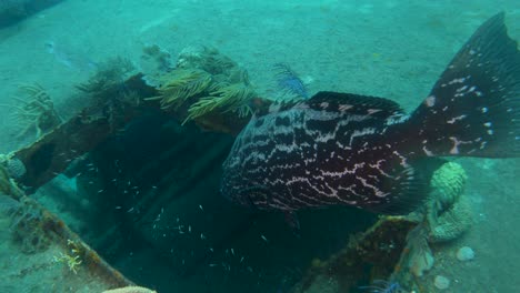 giant grouper near a shipwreck in the bahamas