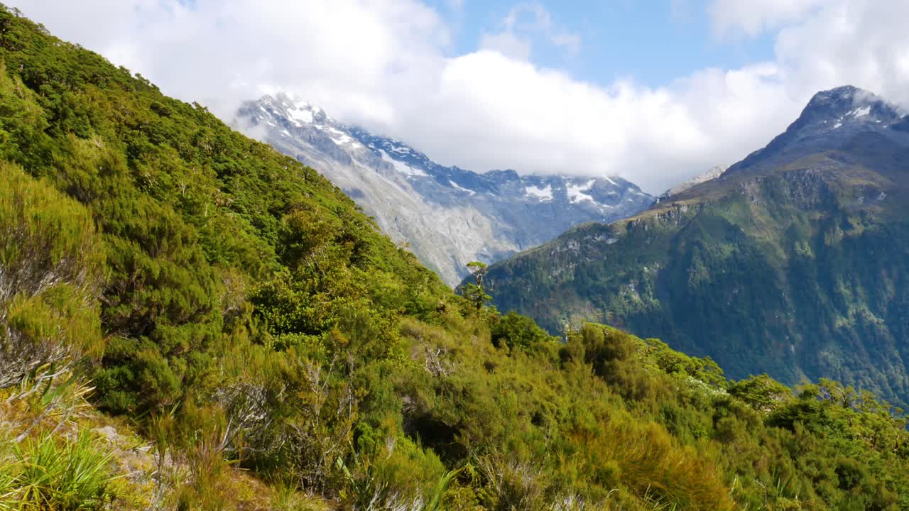 parte de la ladera de una montaña boscosa con picos nevados en el fondo