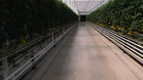 sistema automatizado de transporte de tomates en el invernadero, vista hacia atrás en dolly