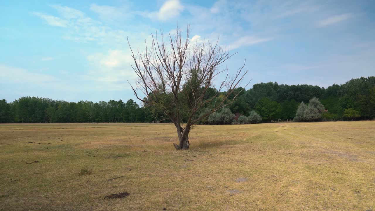 Push in towards tree in arid field of dead grass, Bacs-Kiskun County, Hungary