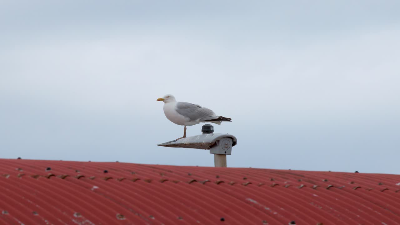 Seagull perches on security camera atop red metal roof, overcast daylight, static wide shot