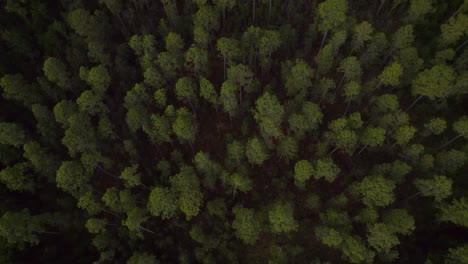 Imágenes-Aéreas-De-Un-Majestuoso-Bosque-De-Pinos