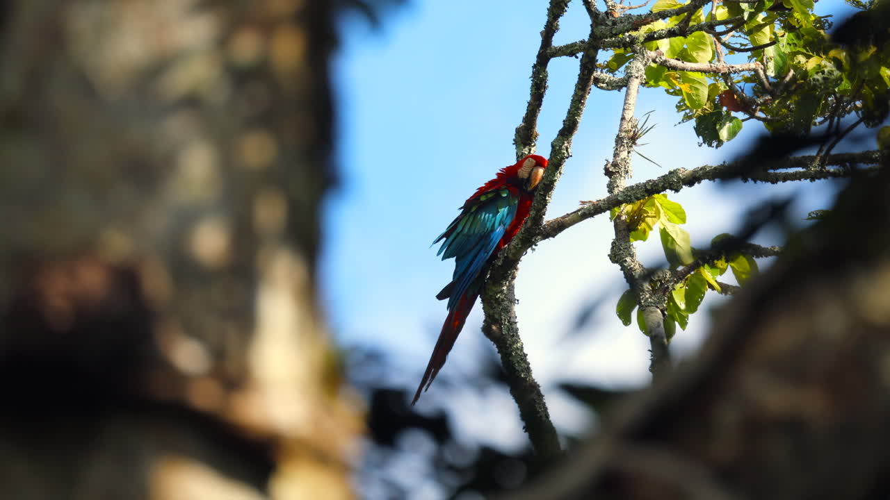 아름다운 빨간색과 초록색의 아카우, 이국적인 무새, 열대 우림의 야생 조류.