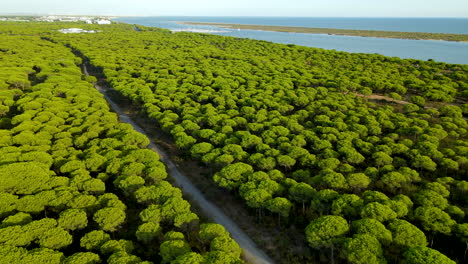 Sun-is-shining-over-green-treetop-of-parasol-canopy-forest-and-beautiful-blue-atlantic-ocean-in-backdrop---Aerial-orbit-shot