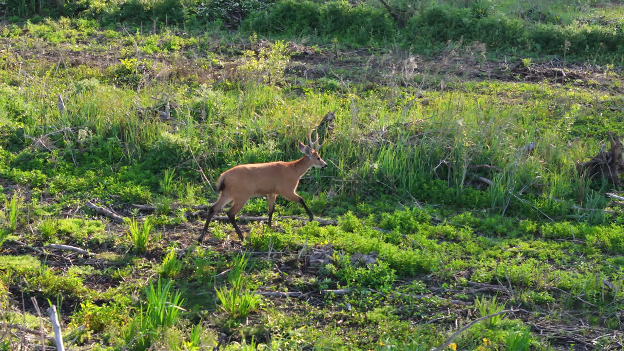 From a birdseye perspective, a brown deer calmly walks across a green meadow. Dry branches scatter the ground, adding texture to the peaceful scene, as the deer moves through the natural landscape.