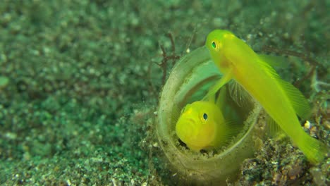 Two-yellow-clown-goby-protecting-their-eggs-inside-tube-anemone