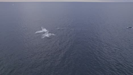 Vista-Aérea-De-Ballenas-Jorobadas-Soplando-Agua-Y-Saltando-En-El-Mar