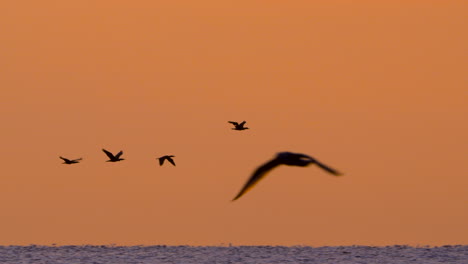 flying birds over gentle waves on the sandy shore of gdynia orłowo at sunrise, captured in slow motion with soft morning light