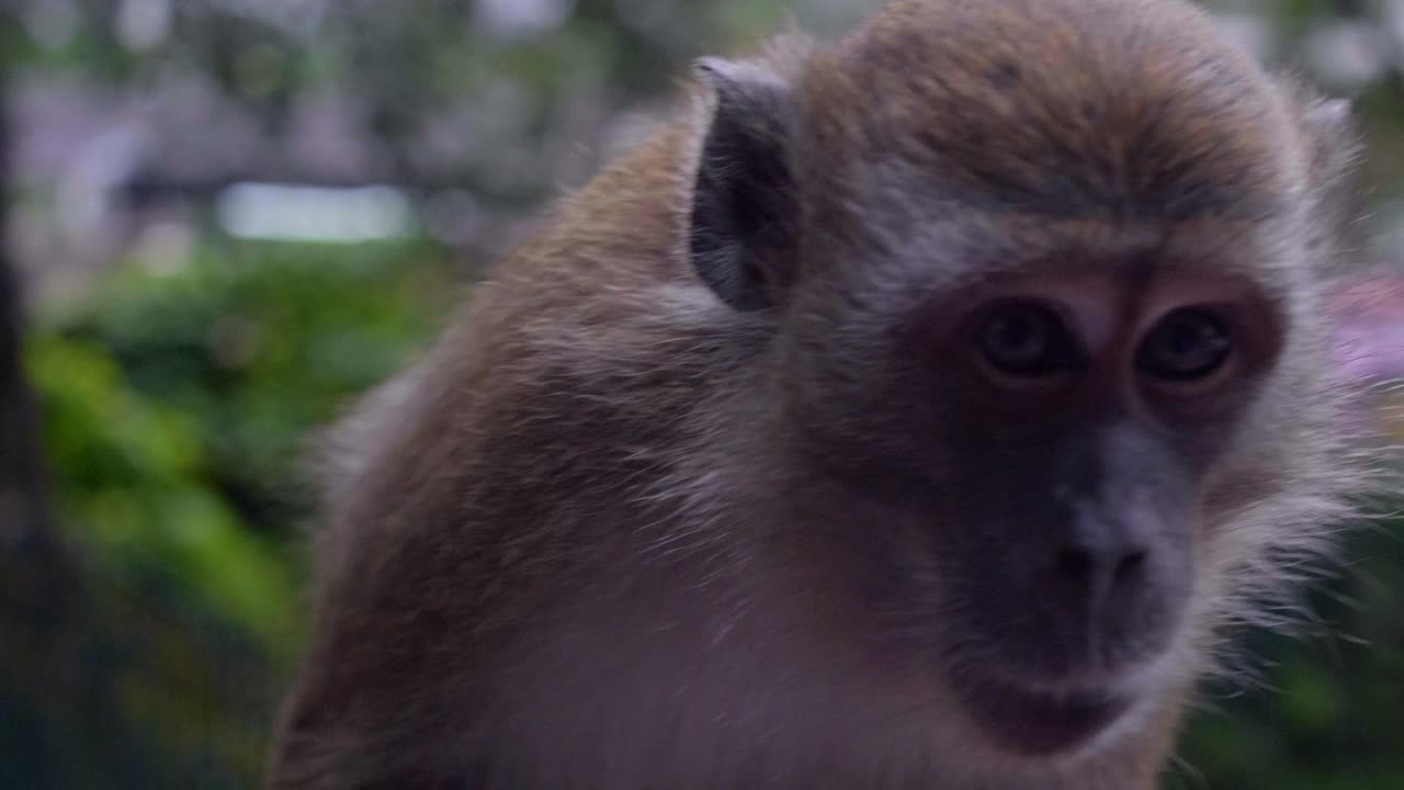 primer plano de un mono en 4k