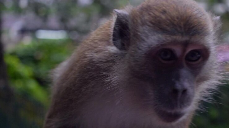 Close up shot of a Monkey in 4K