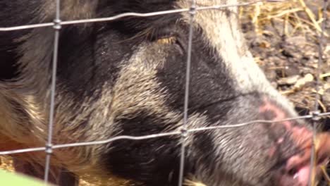 cerdo con un hocico grande mira a través de una valla en esta escena de corral