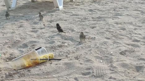 small sparrow birds foraging discarded plastic trash pollution, eating corn on sandy beach