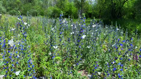 a vibrant meadow filled with delicate blue flowers and butterfly visitors under a clear sky, celebrating nature’s beauty in full bloom