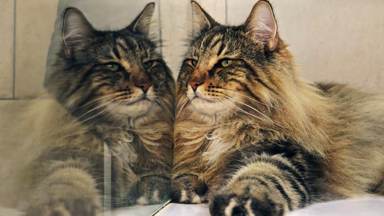 Close shot of a Norwegian Forest cat resting in a shower, mirrored in the glass