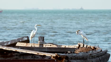 heron standing on a boat by the sea