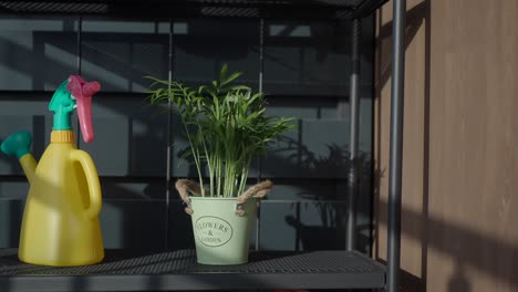 watering can and plant on shelf