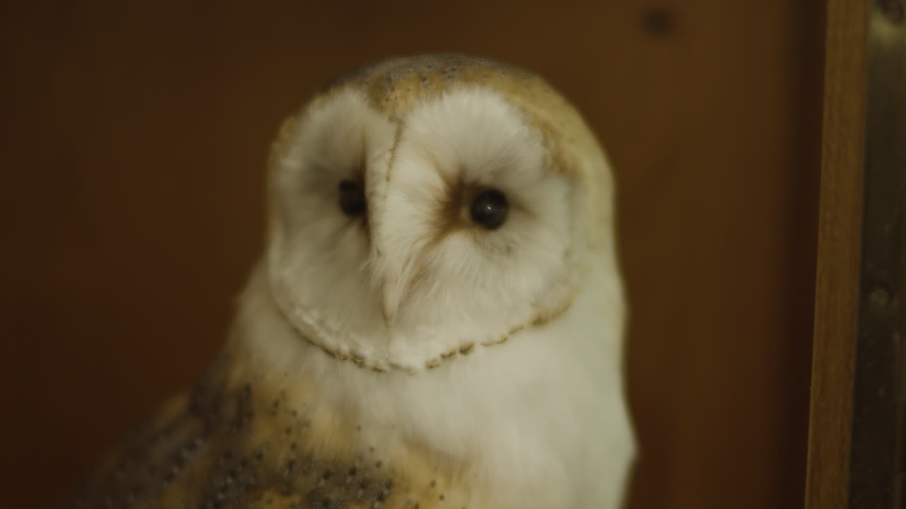 박물관 갤러리에 박제 박제 헛간 올빼미 머리를 닫습니다