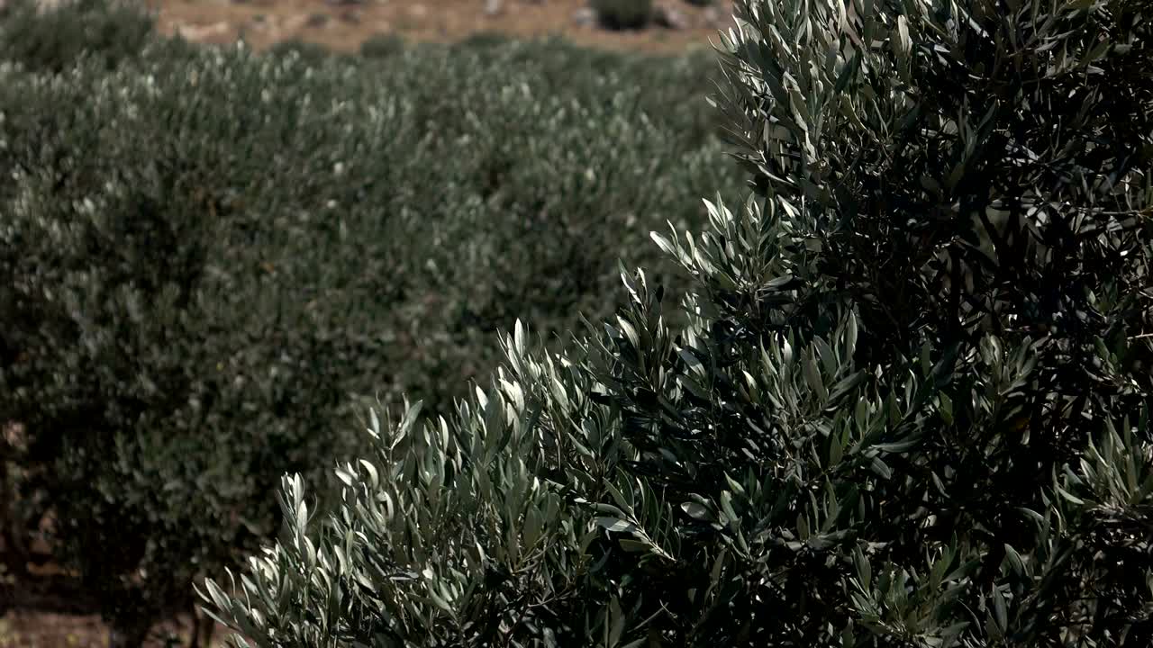 이스라엘에서 바람에 흔들리는 올리브 나무 가지
