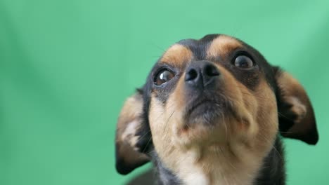 close-up of a small dog looking up