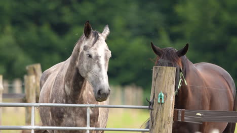 Portrait-of-a-dappled-gray-horse-in-a-pasture,-standing-behind-a-fence,-with-a-calm-and-attentive-demeanor