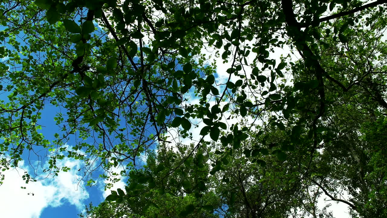 mirando hacia arriba a los árboles y un cielo nublado