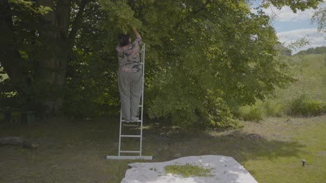 60-year-old woman is picking linden flowers from a tree during the summer, health, and well-being herb