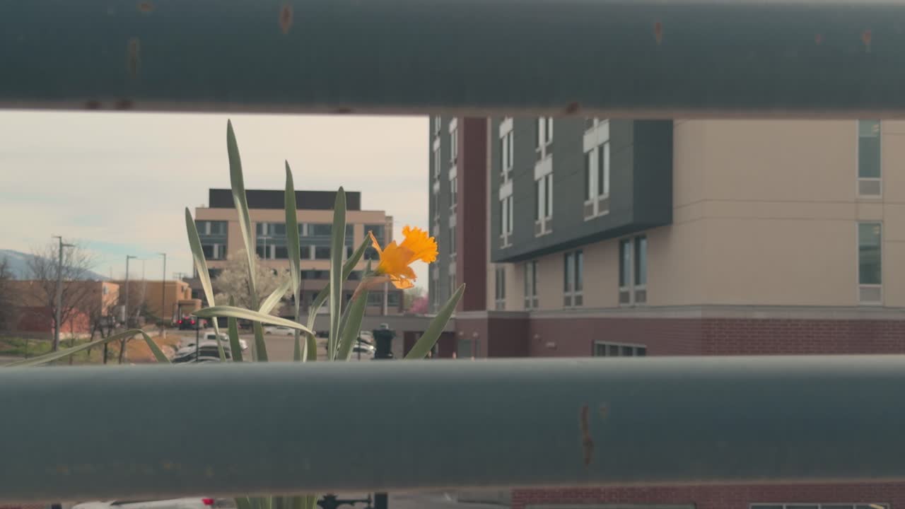 Imagem em câmera lenta de uma flor amarela movendo-se suavemente com um edifício de apartamentos como pano de fundo.