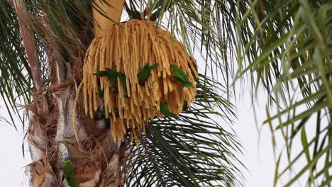 colorful bird flitting among palm tree blossoms