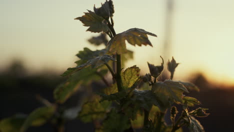 grape vine growing farmland at sunset close up. young leaves on bush vineyard.