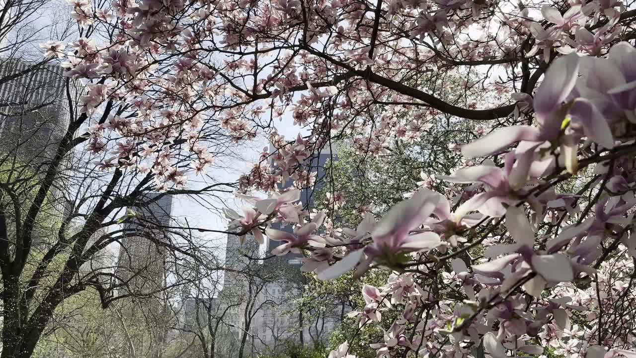 A close-up view of cherry blossoms in Central Park, NYC