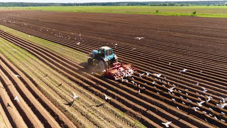 los pájaros hambrientos están volando detrás del tractor, y comen grano de la tierra cultivable.