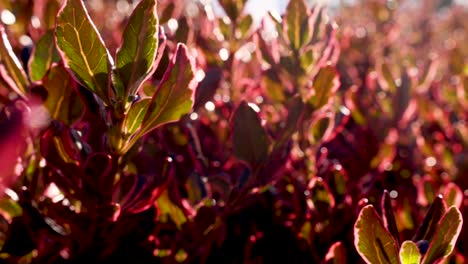 close-up of leaves with sunlight in melbourne