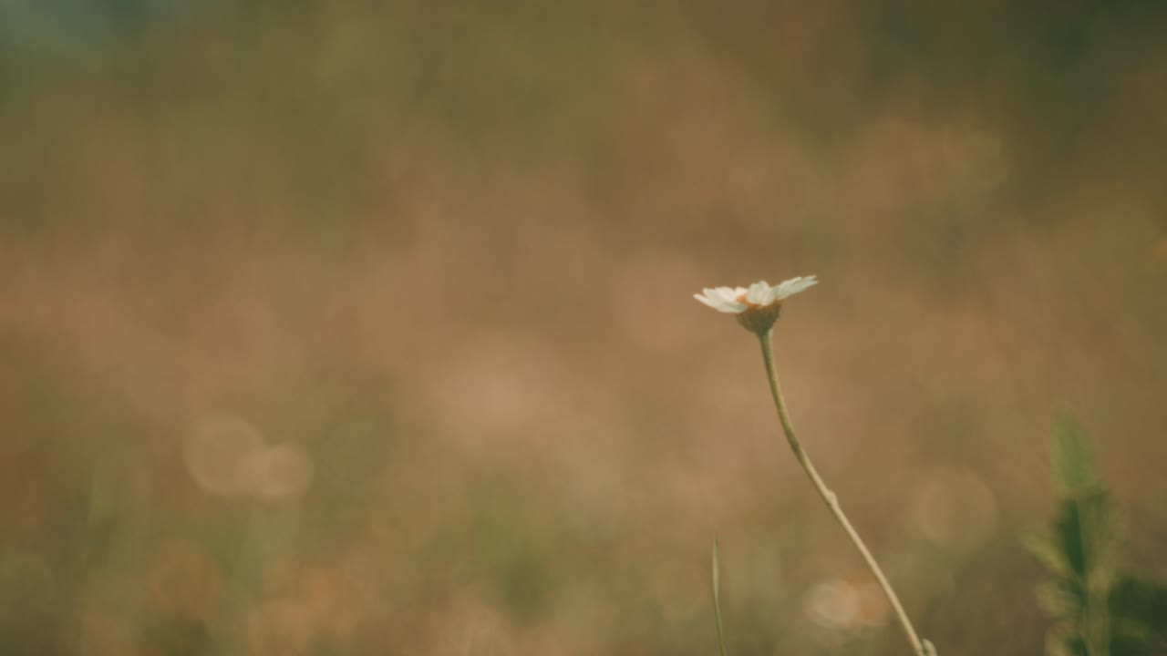 Beautiful wildflowers swaying in the wind, captured with a Petzval-style lens that adds a vintage, dreamy atmosphere with soft swirly bokeh and warm pastel tones.
