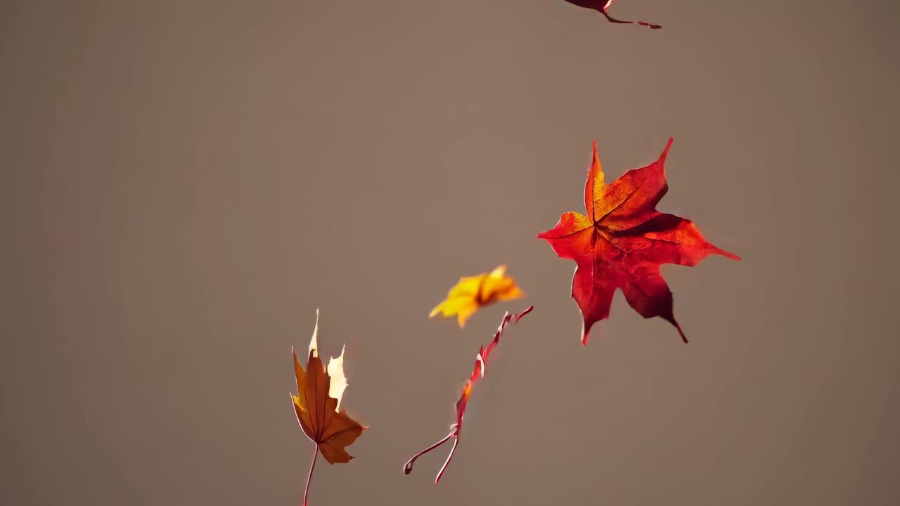 Video captures autumn leaves gently falling from above, showcasing vibrant colors against a neutral